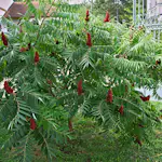Prydnadsbuske Omnia Garden Rönnsumak