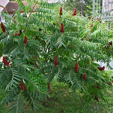 Prydnadsbuske Omnia Garden Rönnsumak