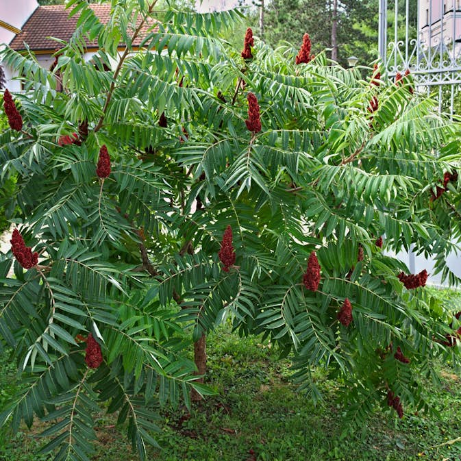 Prydnadsbuske Omnia Garden Rönnsumak