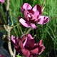 Prydnadsbuske Omnia Garden Rosenmagnolia Genie
