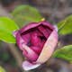 Prydnadsbuske Omnia Garden Rosenmagnolia Genie