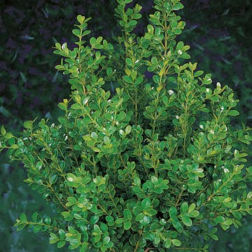 Prydnadsbuske Omnia Garden Småbladig Buxbom