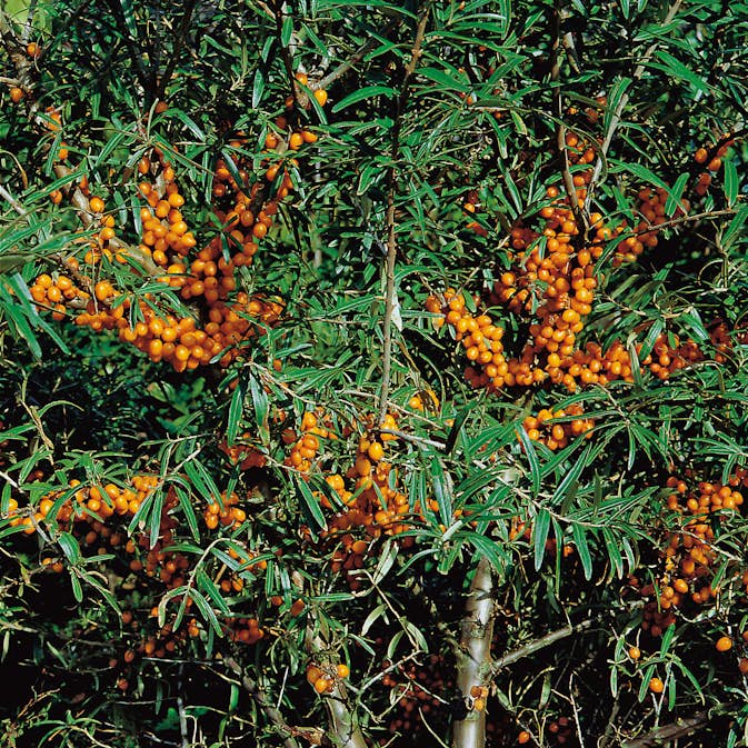 Buske Havtorn Omnia Garden Trädgårdens vitaminförråd