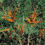 Buske Havtorn Omnia Garden Julia Honplanta