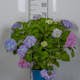 Prydnadsbuske Omnia Garden Hortensia Endless Summer