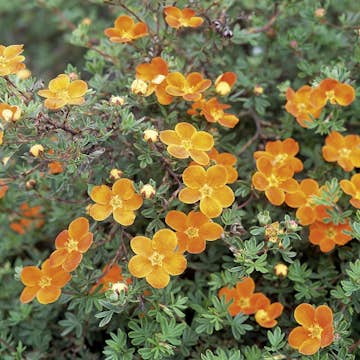 Prydnadsbuske Omnia Garden Ölandstok Orangegul
