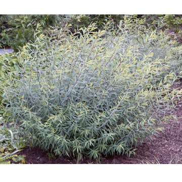 Prydnadsbuske Omnia Garden Rödvide