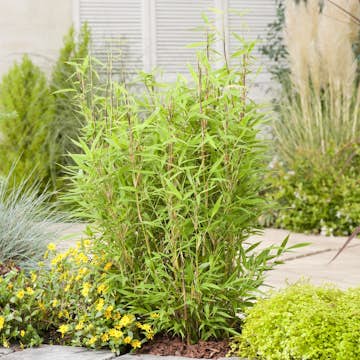 Bambu Omnia Garden Dvärgbambu