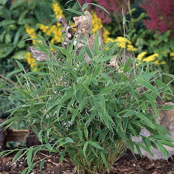 Bergbambu Omnia Garden Tiny 30+ cm