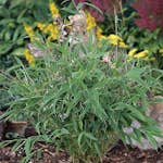 Bergbambu Omnia Garden Tiny 30+ cm