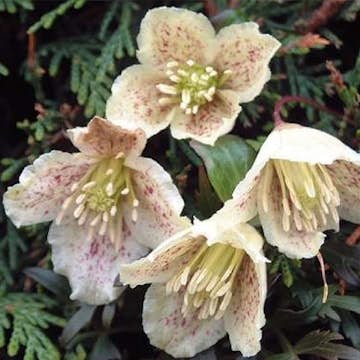 Klätterväxt Vintergrön Klematis Omnia Garden Cirrhosa Balearica 40-60 cm