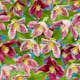 Klätterväxt Vintergrön Klematis Omnia Garden Freckles 40-60 cm