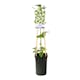 Klätterväxt Vintergrön Klematis Omnia Garden Jingle Bells 40-60 cm