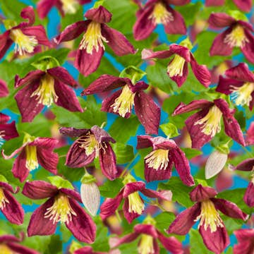 Klätterväxt Vintergrön Klematis Omnia Garden Landsdowne Gem 40-60 cm