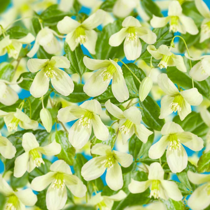 Klätterväxt Vintergrön Klematis Omnia Garden Wisley Cream 40-60 cm