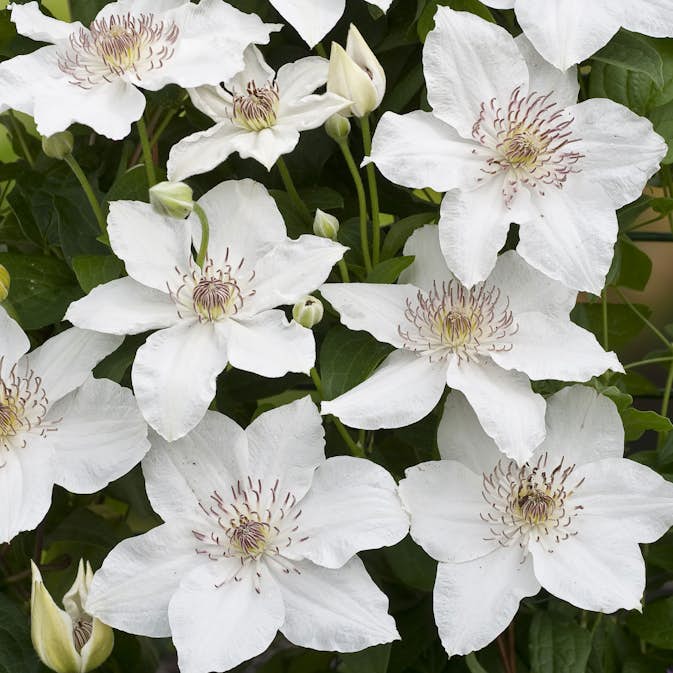 Klätterväxt Tidig storblommig Klematis Omnia Garden Destiny 40-60 cm