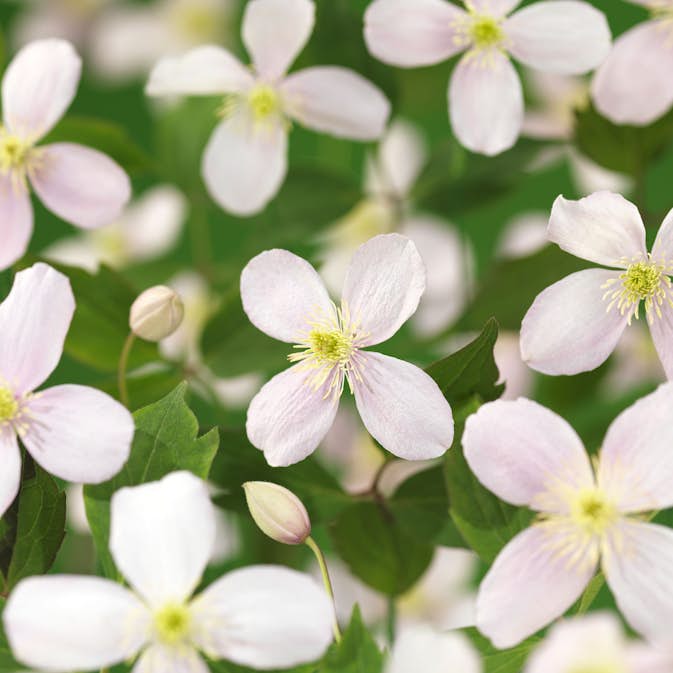 Klätterväxt Bergsklematis Omnia Garden Fragrant Spring 40-60 cm
