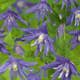 Klätterväxt Atragene Klematis Omnia Garden Maidwell Hall 40-60 cm