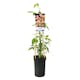 Klätterväxt Atragene Klematis Omnia Garden Marjorie 40-60 cm