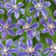 Klätterväxt Blåviolett Klematis Omnia Garden 40-60 cm