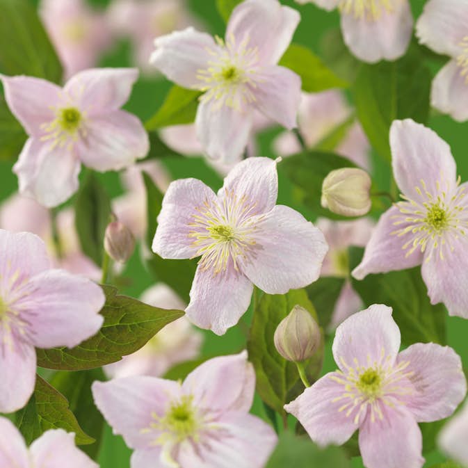 Klätterväxt Bergsklematis Omnia Garden Mayleen 40-60 cm