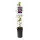 Klätterväxt Klematis Omnia Garden Noora 40-60 cm