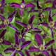 Klätterväxt Klematis Omnia Garden Noora 40-60 cm