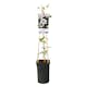 Klätterväxt Texensis Klematis Omnia Garden Princess Kate 40-60 cm