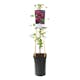 Klätterväxt Italiensk Klematis Omnia Garden Purpurea Plena Elegans 40-60 cm