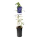 Klätterväxt Klematis Omnia Garden Rhapsody 40-60 cm