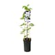 Klätterväxt Klematis Omnia Garden Snow Queen 40-60 cm