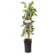 Klätterväxt Storbladig Murgröna Gloire de Marengo Omnia Garden 40-60 cm