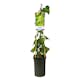 Klätterväxt Kaukasisk Murgröna Omnia Garden Sulphur Heart 40-60 cm