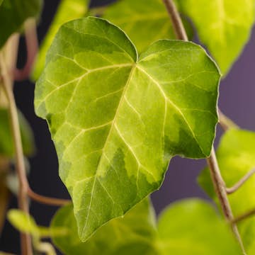 Klätterväxt Kaukasisk Murgröna Omnia Garden Sulphur Heart 40-60 cm
