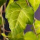Klätterväxt Kaukasisk Murgröna Omnia Garden Sulphur Heart 40-60 cm