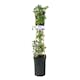 Klätterväxt Murgröna Glacier Omnia Garden 40-60 cm