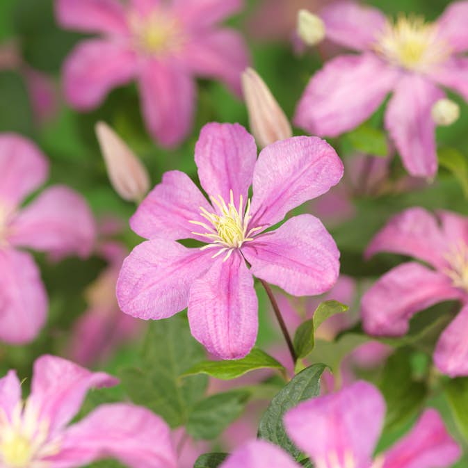 Klätterväxt Ljusrosa Jackmanii-Klematis Omnia Garden 40-60 cm