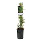 Klätterväxt Murgröna Ivalace Omnia Garden 40-60 cm