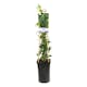 Klätterväxt Murgröna Natasja Omnia Garden 40-60 cm