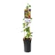 Klätterväxt Vildkaprifol Omnia Garden Lonicera Periclymenum 40-60 cm