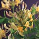 Klätterväxt Vildkaprifol Omnia Garden Lonicera Periclymenum 40-60 cm