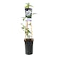Klätterväxt Vit Patens Klematis Omnia Garden 40-60 cm