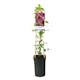Klätterväxt Texensis Klematis Omnia Garden Princess Diana 40-60 cm
