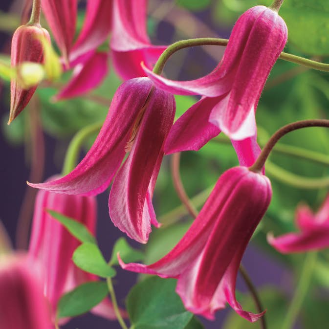 Klätterväxt Texensis Klematis Omnia Garden Princess Diana 40-60 cm
