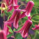 Klätterväxt Texensis Klematis Omnia Garden Princess Diana 40-60 cm