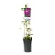 Klätterväxt Purpurröd Jackmanii Klematis Omnia Garden 40-60 cm