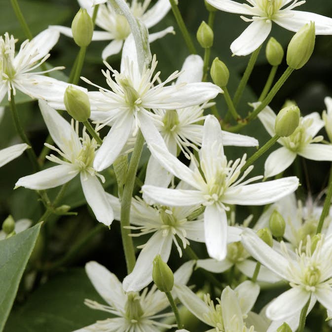 Klätterväxt Stor Vippklematis Omnia Garden 40-60 cm