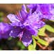 Rhododendron Tuvalpros Omnia Garden Ramapo 20-25 cm