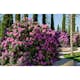Rhododendron Omnia Garden Roseum Elegans