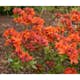 Rhododendron Azalea Omnia Garden Knaphill Gibraltar 30-40 cm